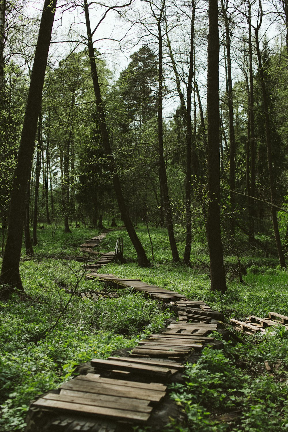 Allée en bois brun au milieu de l’herbe verte et des arbres