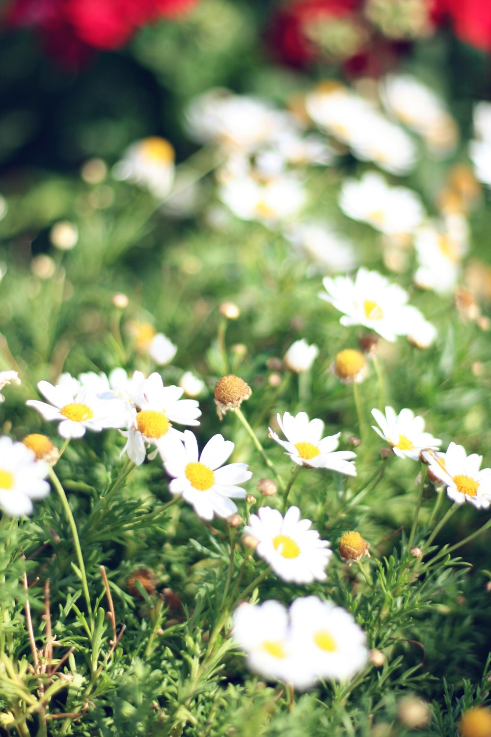 white and yellow flowers in tilt shift lens