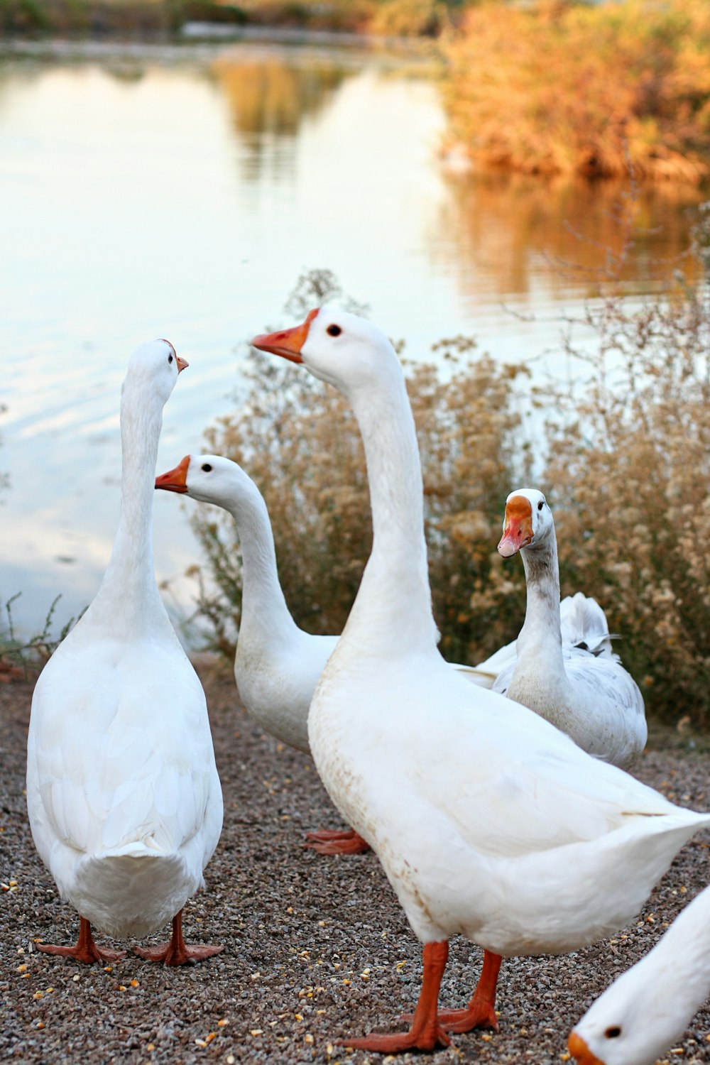 white swan on water during daytime