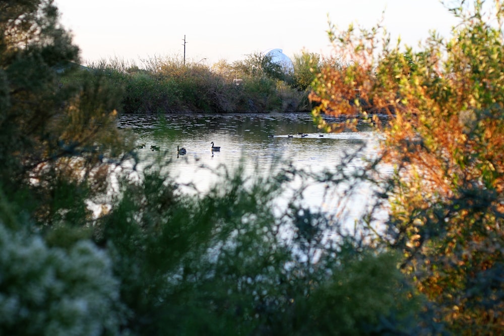 green grass and trees near river during daytime