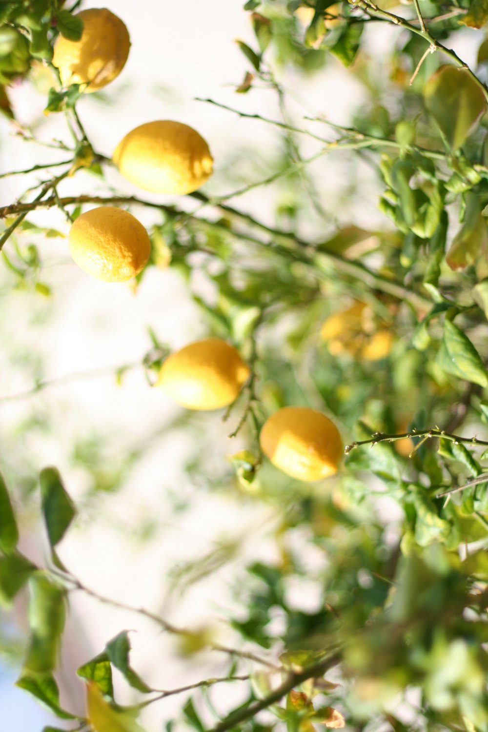 yellow fruit on green tree during daytime