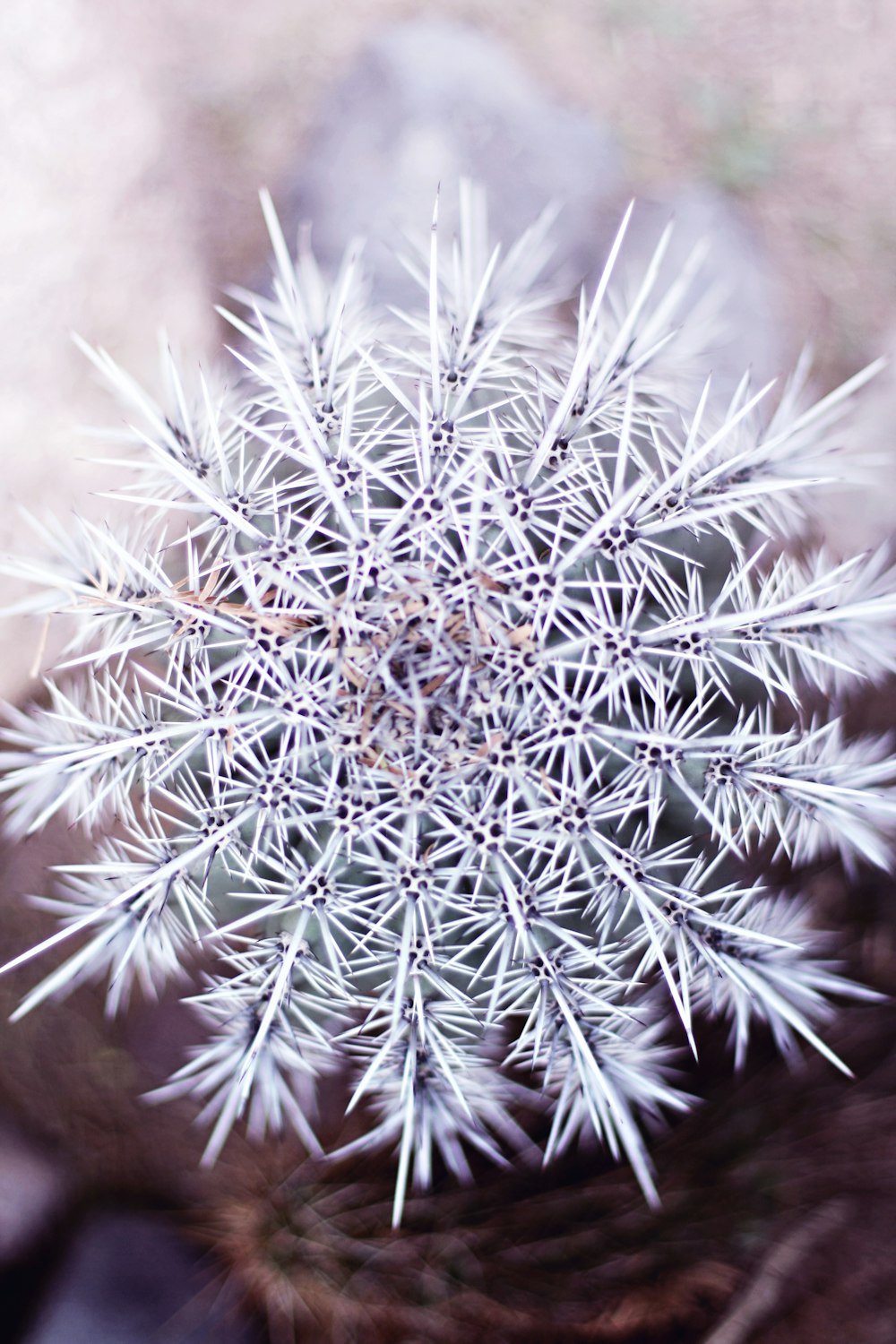 white and green plant in close up photography