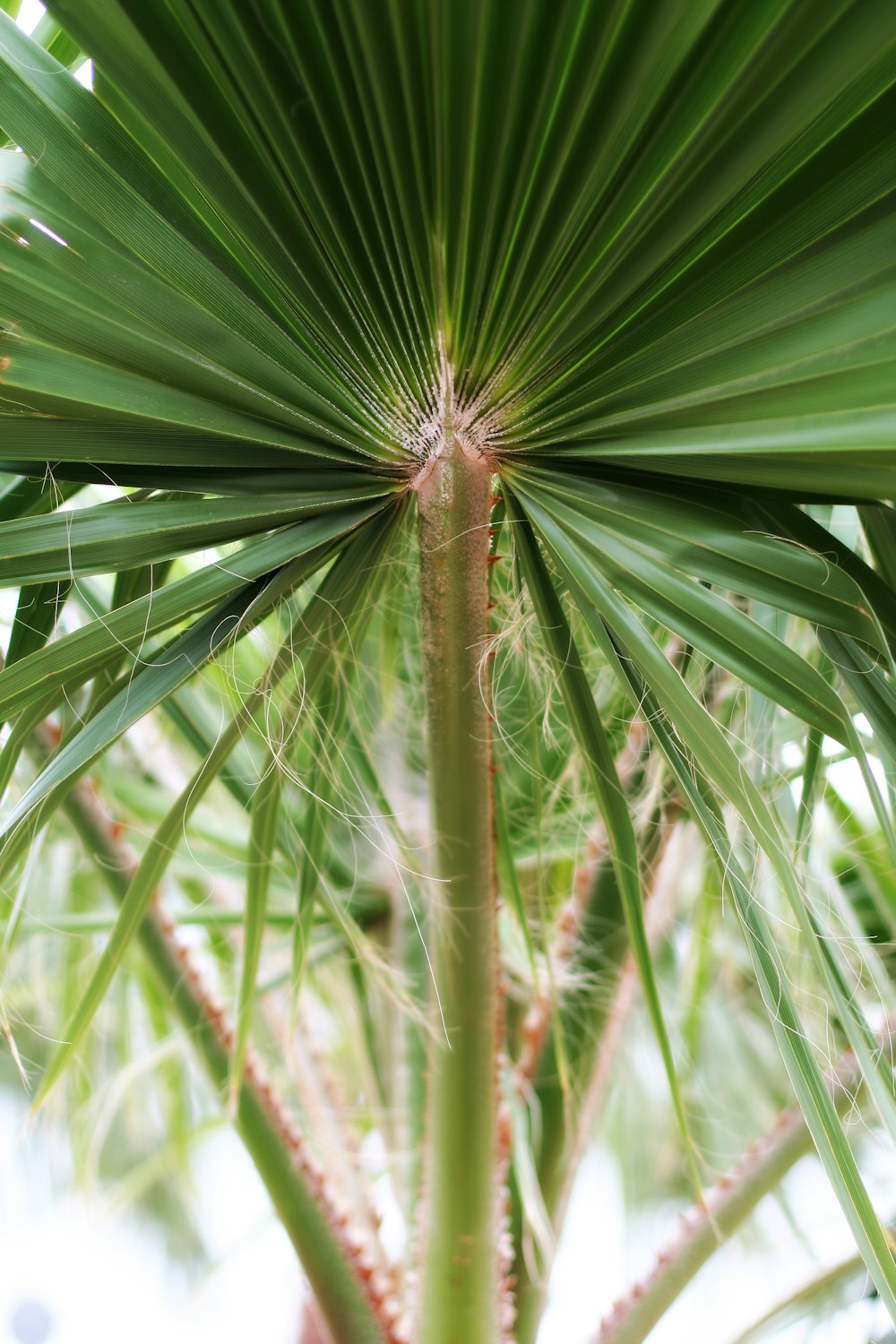 green palm tree during daytime