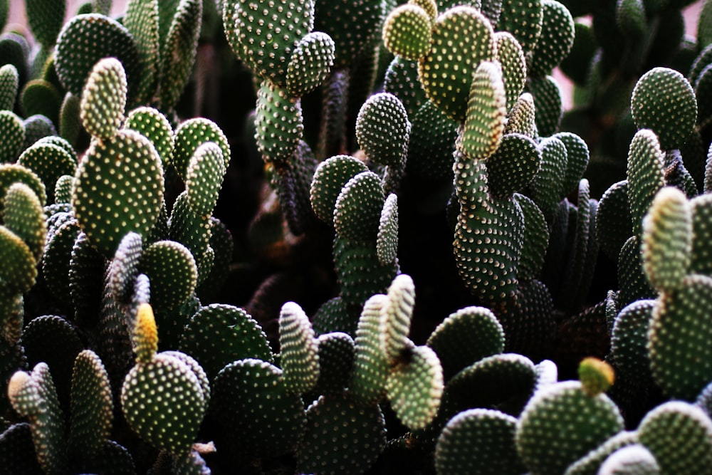 green cactus plant in close up photography