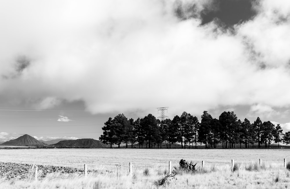 grayscale photo of grass field and trees