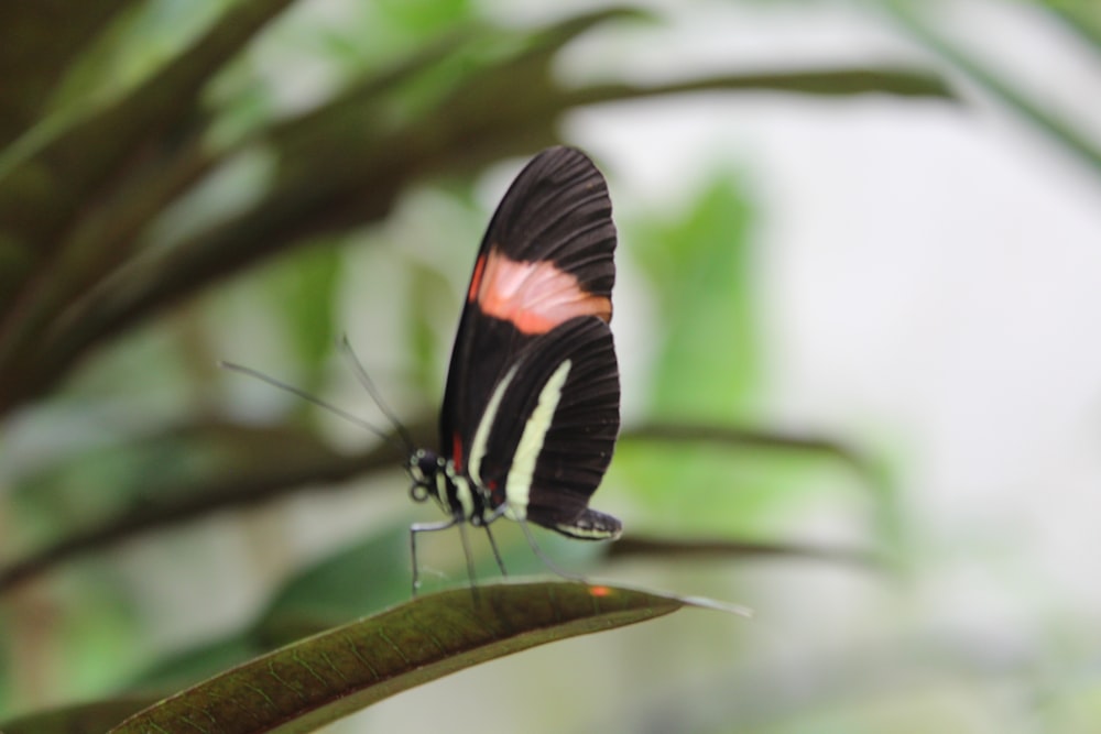 black and red butterfly perched on green leaf in close up photography during daytime