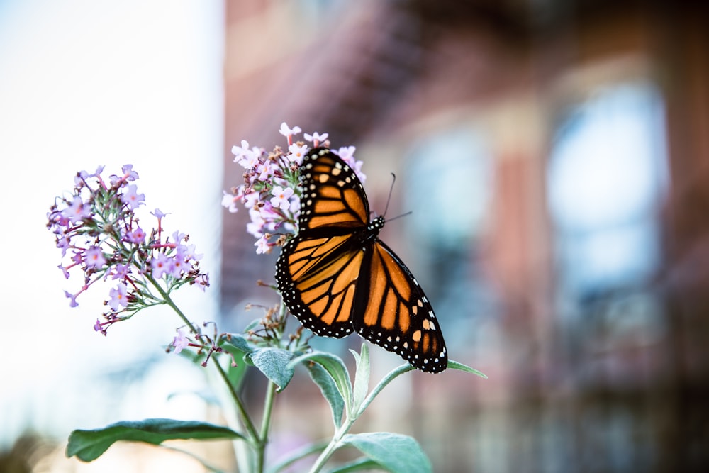 monarch butterfly perched on purple flower in close up photography during daytime