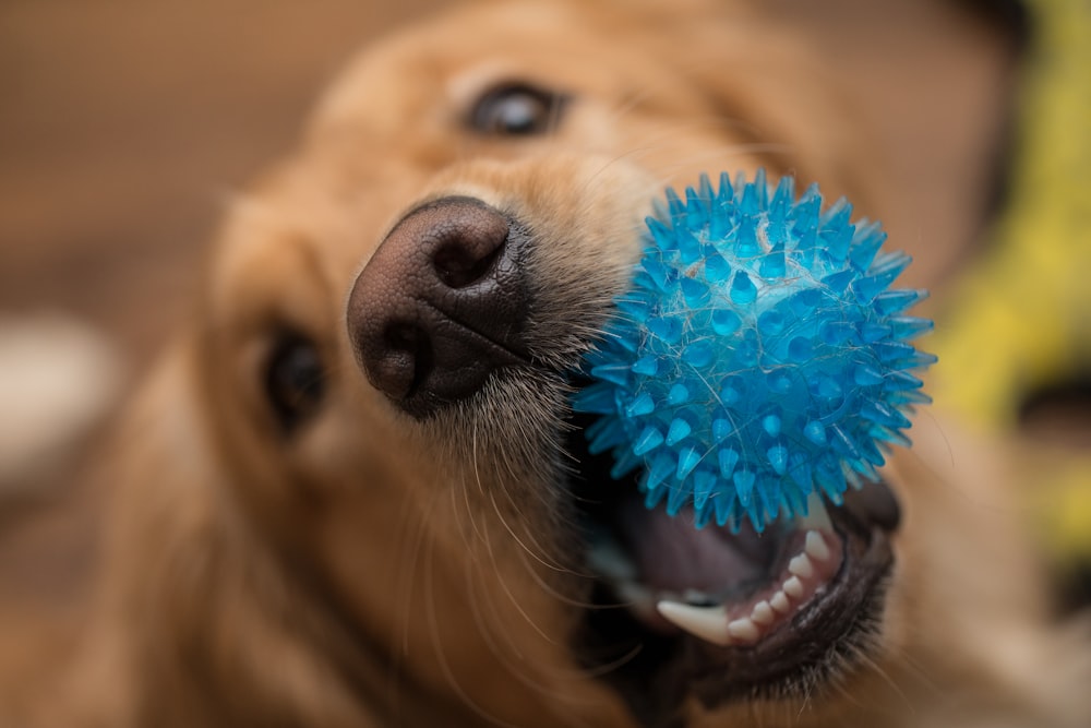 brown short coated dog with blue eyes