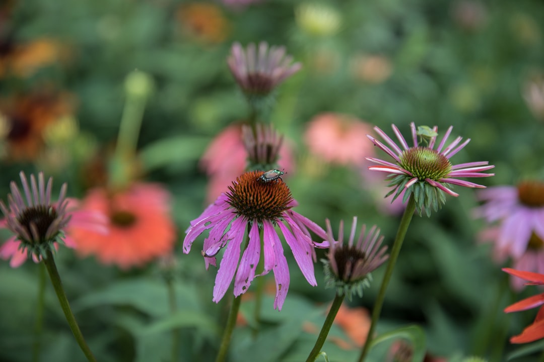 pink flower in tilt shift lens