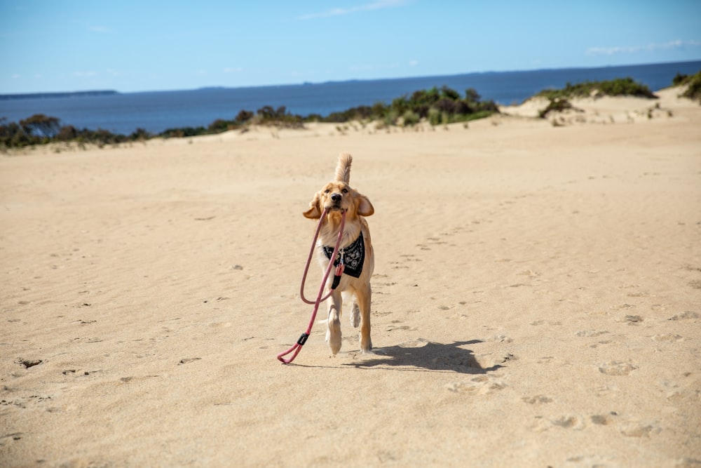 brown short coated dog on brown sand during daytime