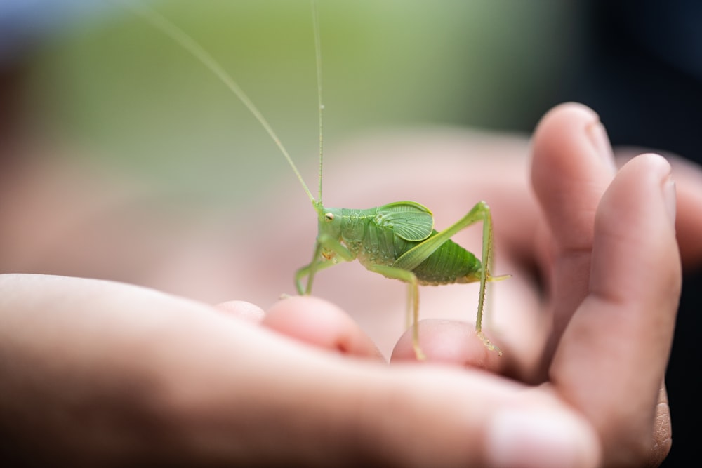 green grasshopper on persons hand