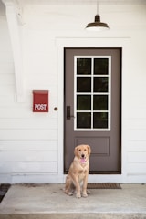 yellow labrador retriever sitting on white wooden floor