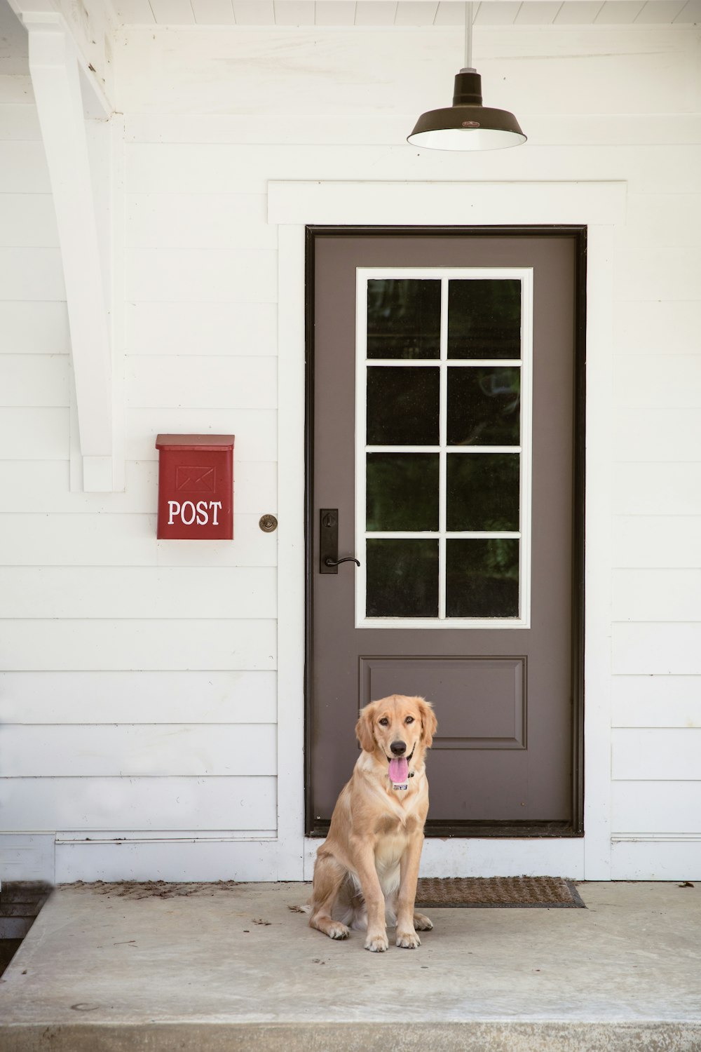 yellow labrador retriever sitting on white wooden floor