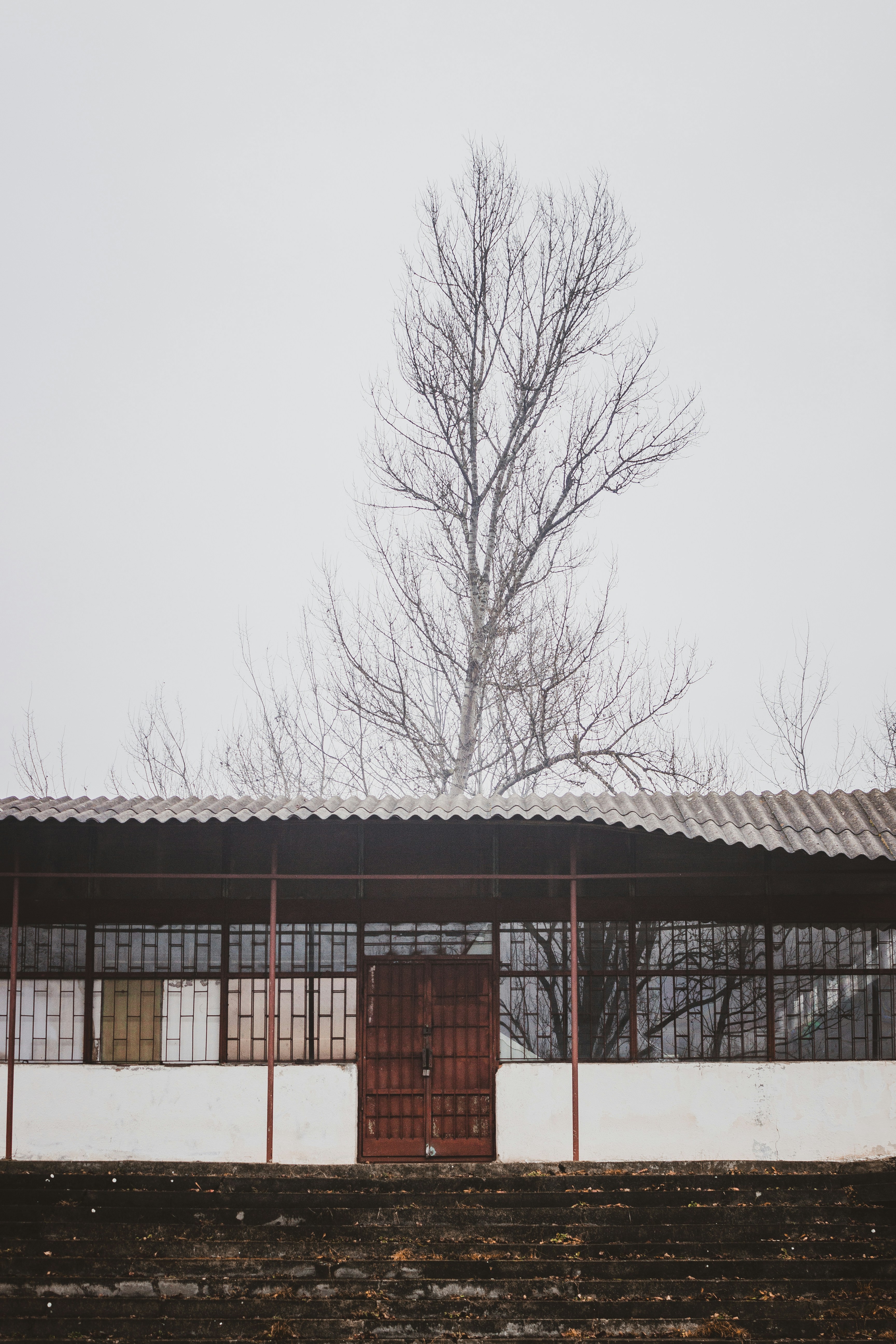 bare tree near brown building