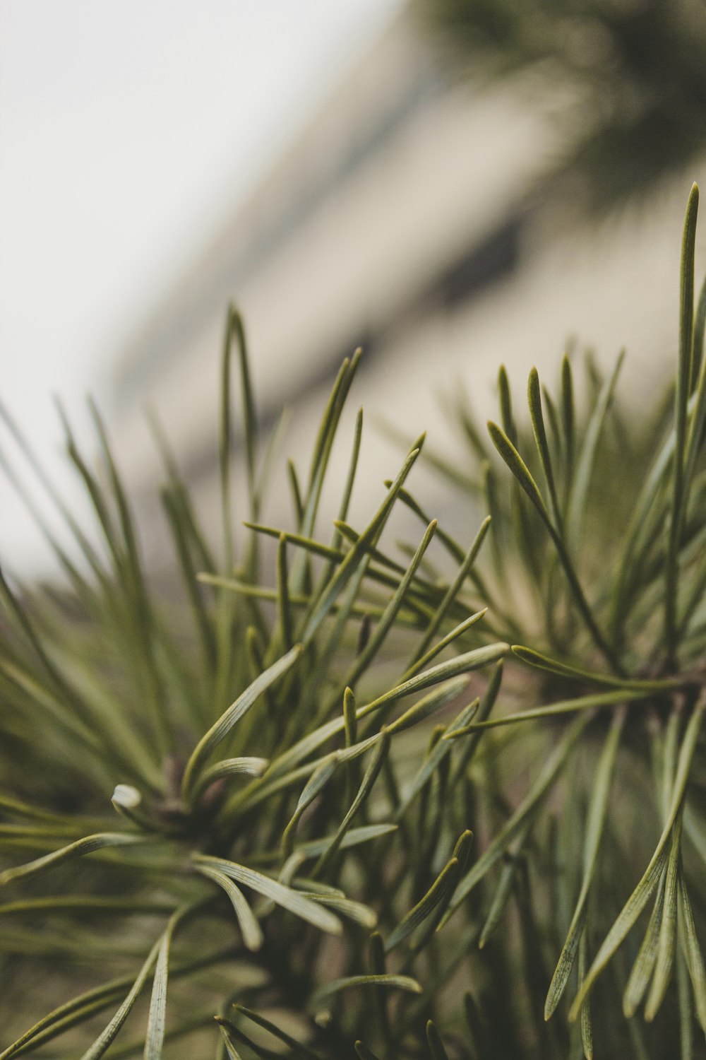 green plant in close up photography