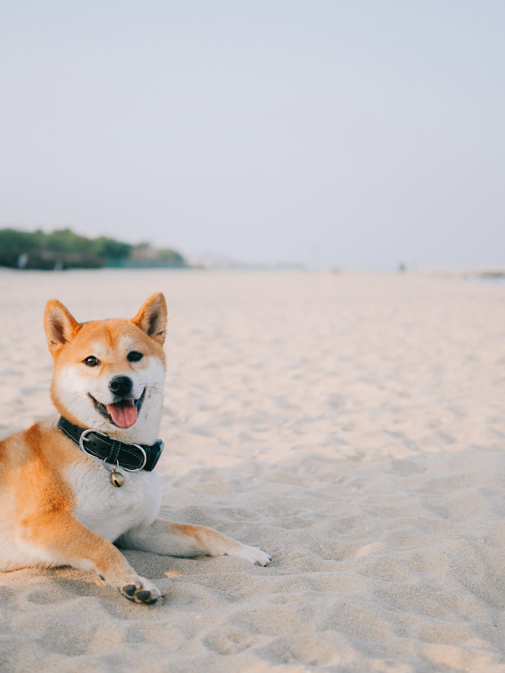 昼間の白い砂浜の上の茶色と白の短いコートの犬