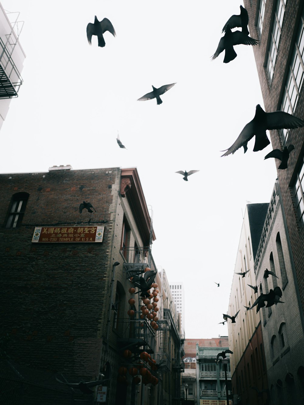 birds flying over the buildings during daytime