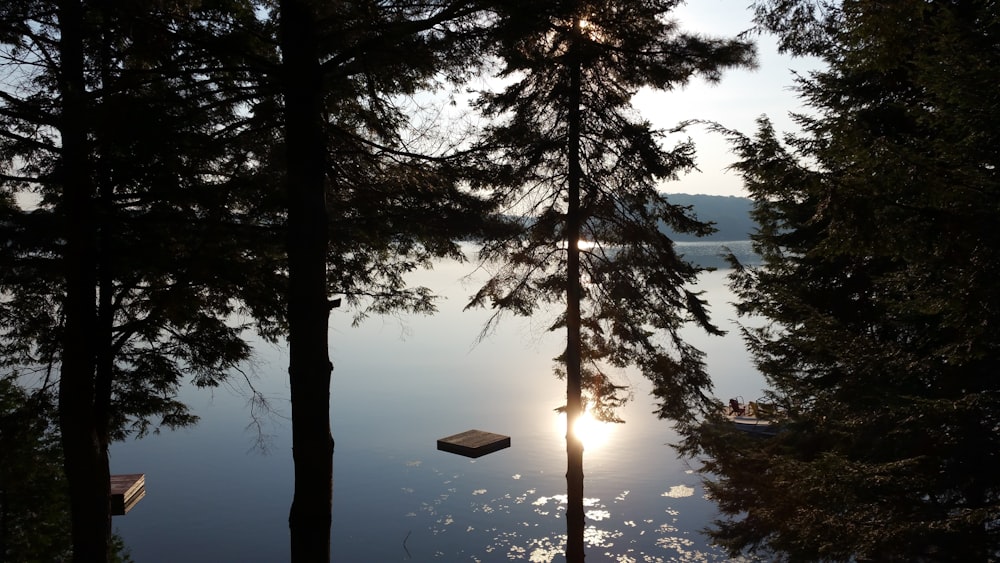 green trees near body of water during daytime