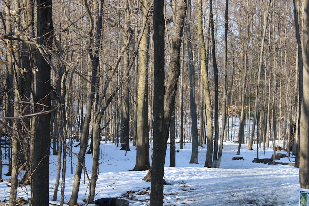 brown bare trees on snow covered ground during daytime