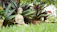 A serene landscape with a person meditating under a tree, symbolizing peace and wellness.