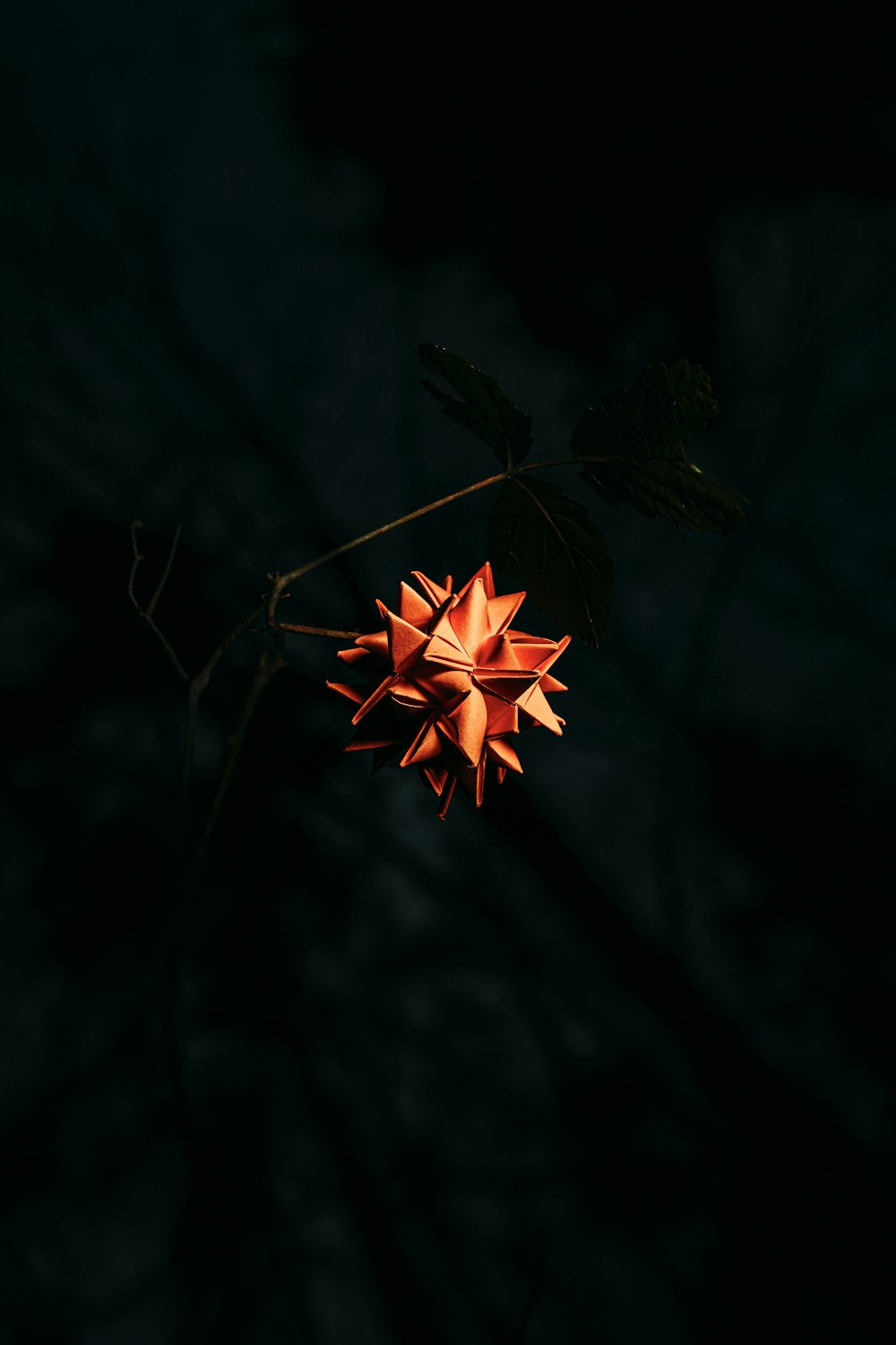 red maple leaf in close up photography