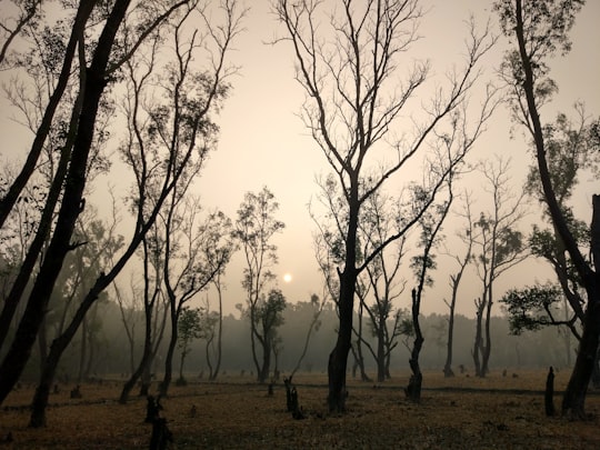 leafless trees on brown field in Nijhum Dwip Bangladesh