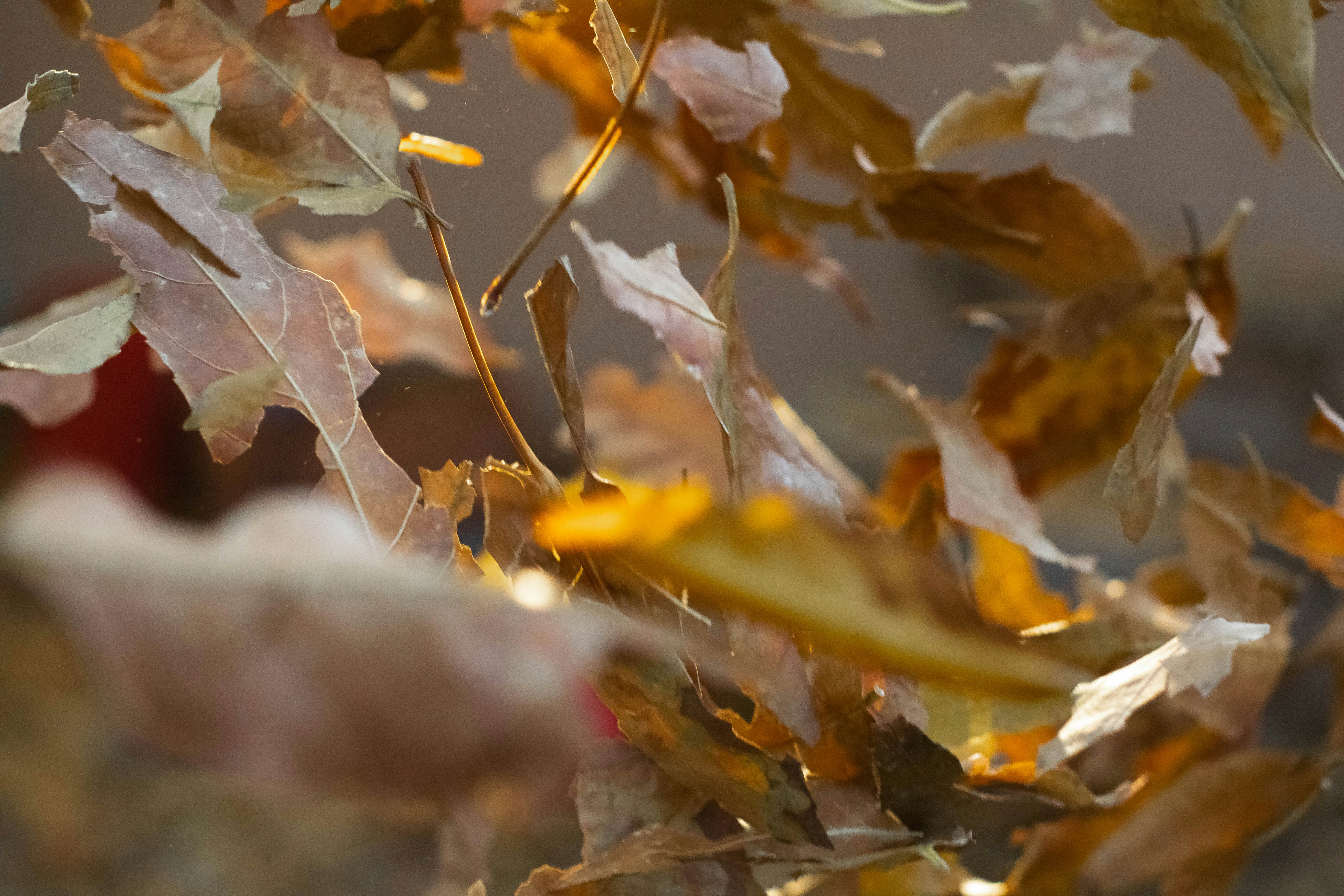 Photo by jeffersonsees