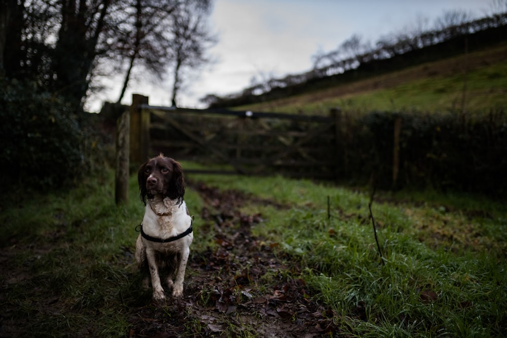 brown and white short coated dog on green grass field during daytime