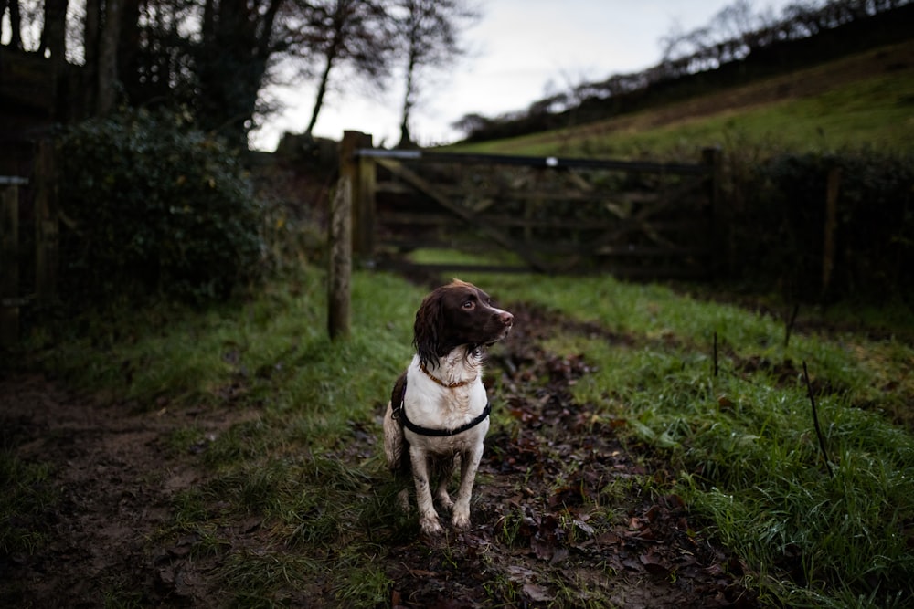 white and brown short coated dog on green grass field during daytime