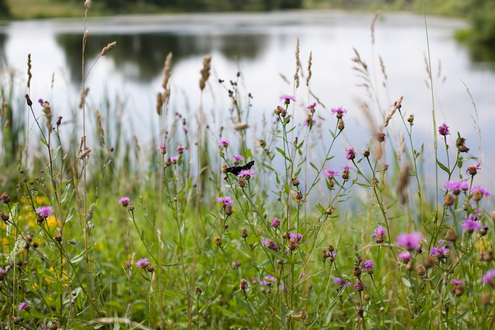 pink and white flowers near lake during daytime