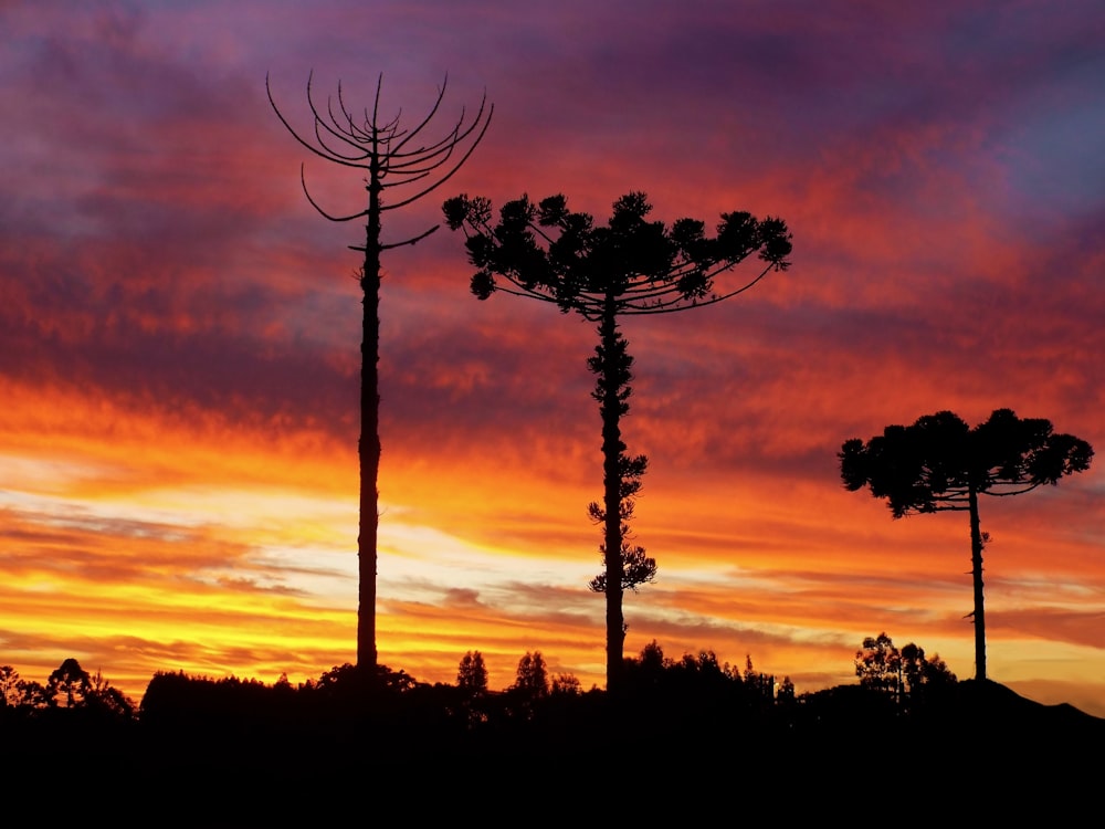 silhouette of trees during sunset