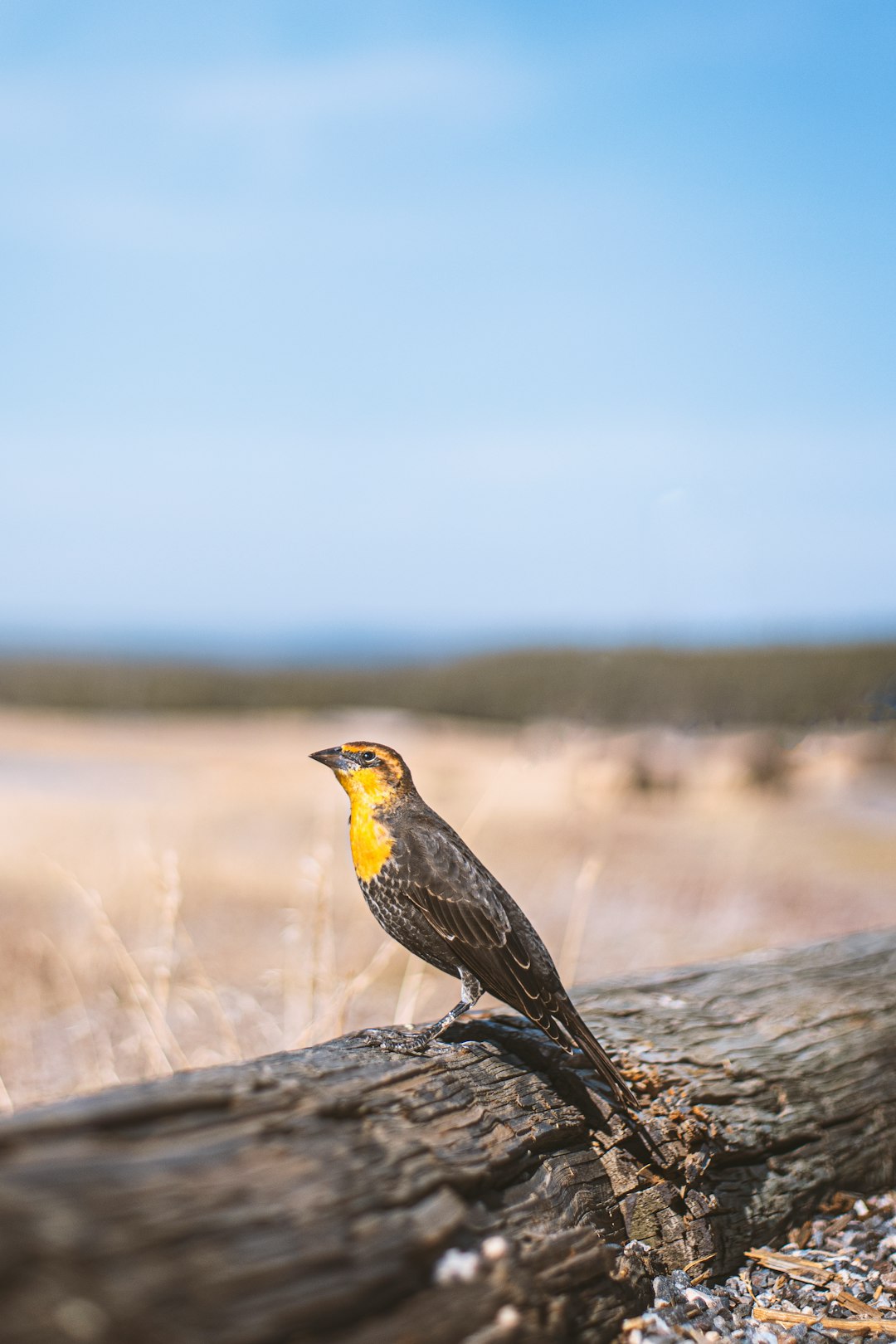 brown bird on gray rock during daytime