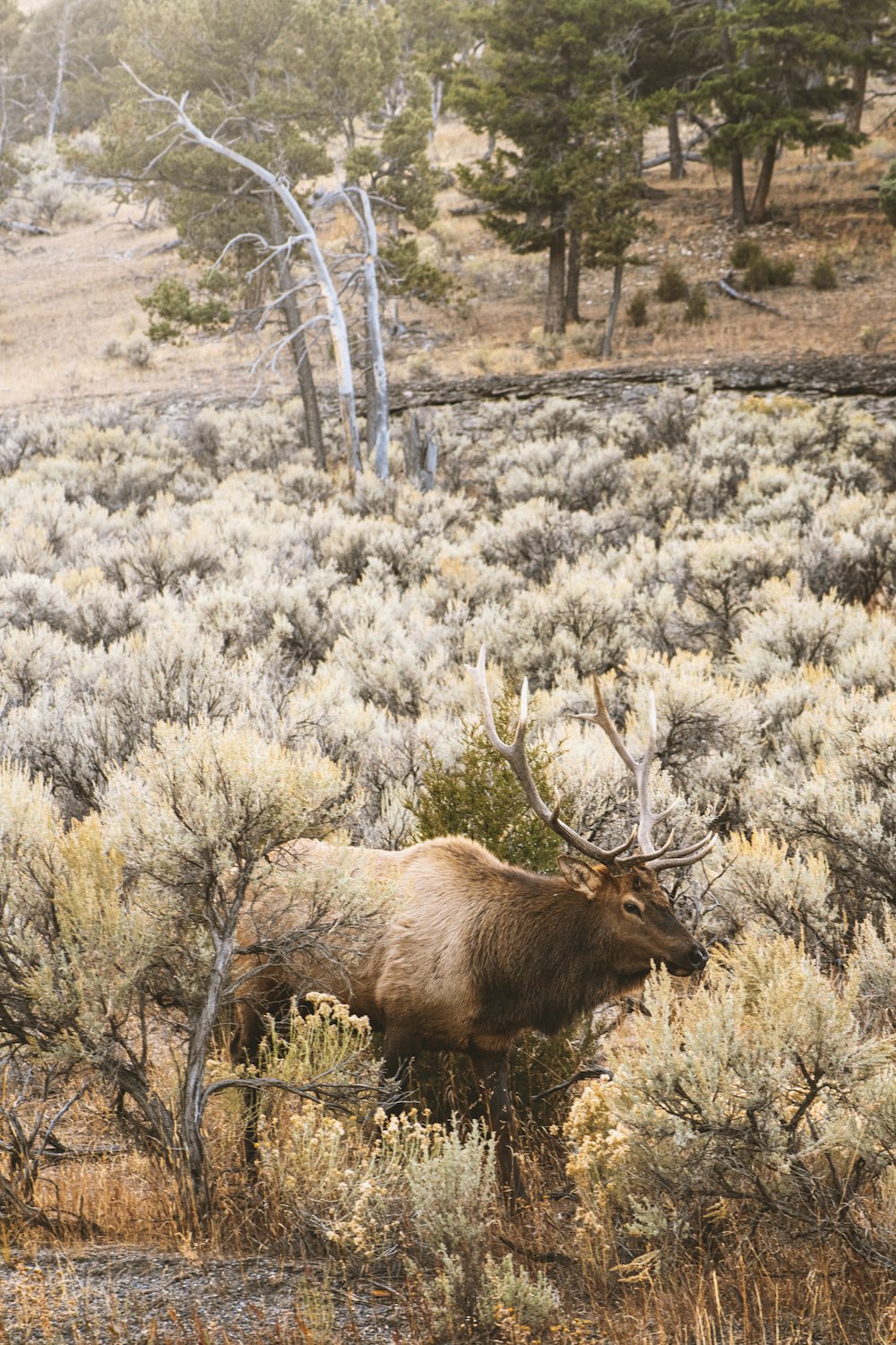 brown moose on brown grass field during daytime