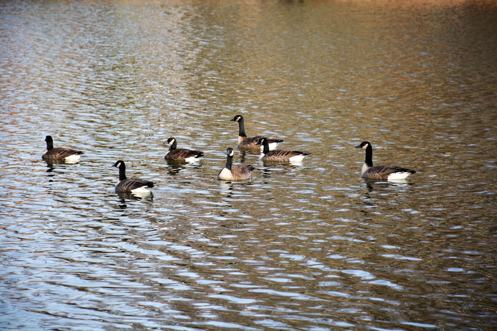 flock of geese on water