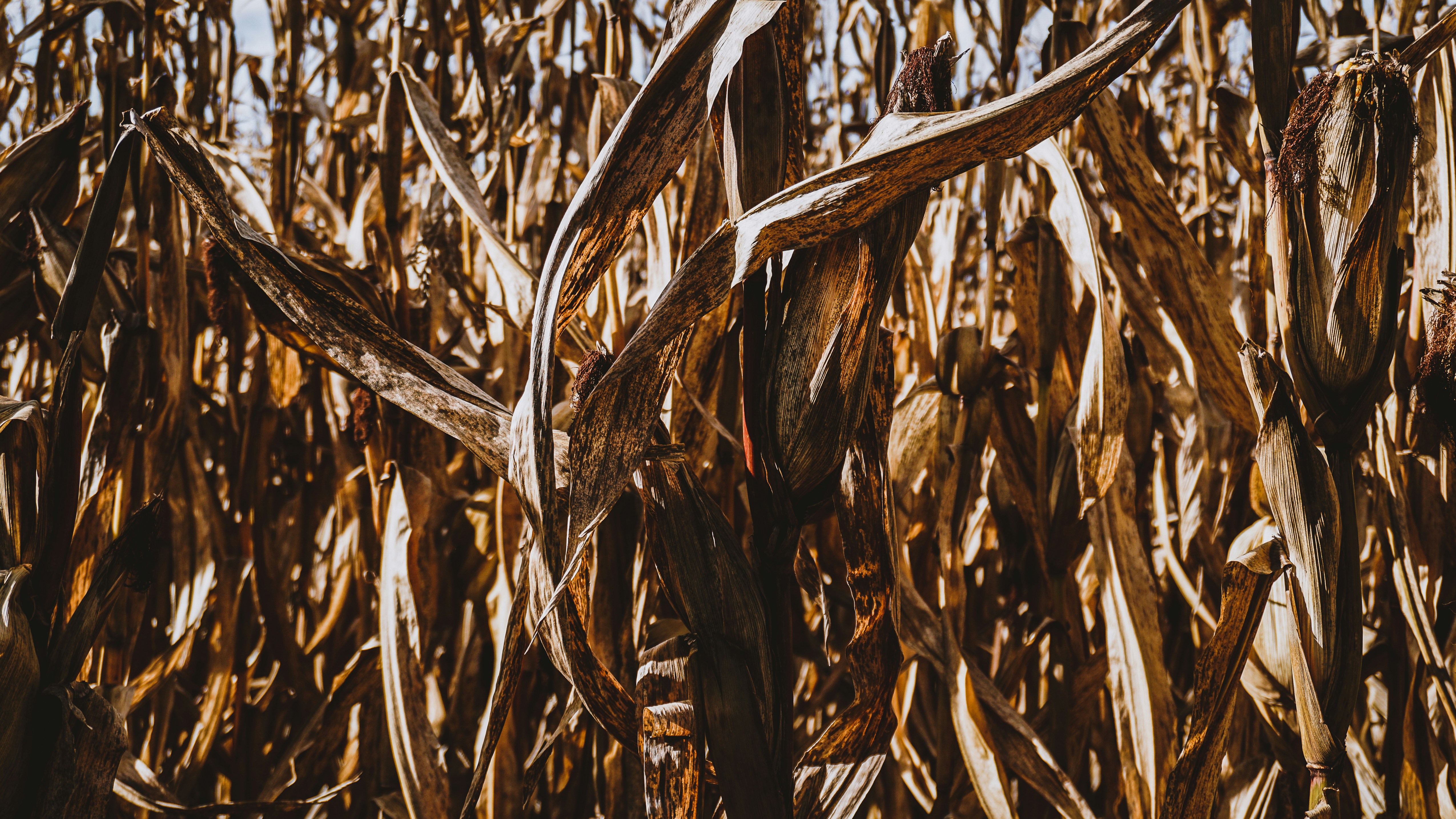 Campo de trigo marrón durante el día