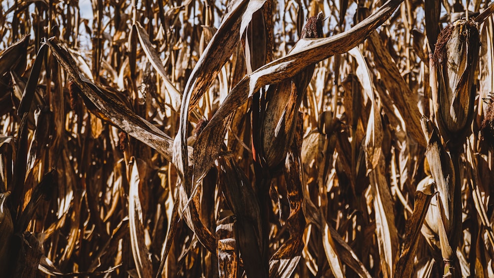 brown wheat field during daytime