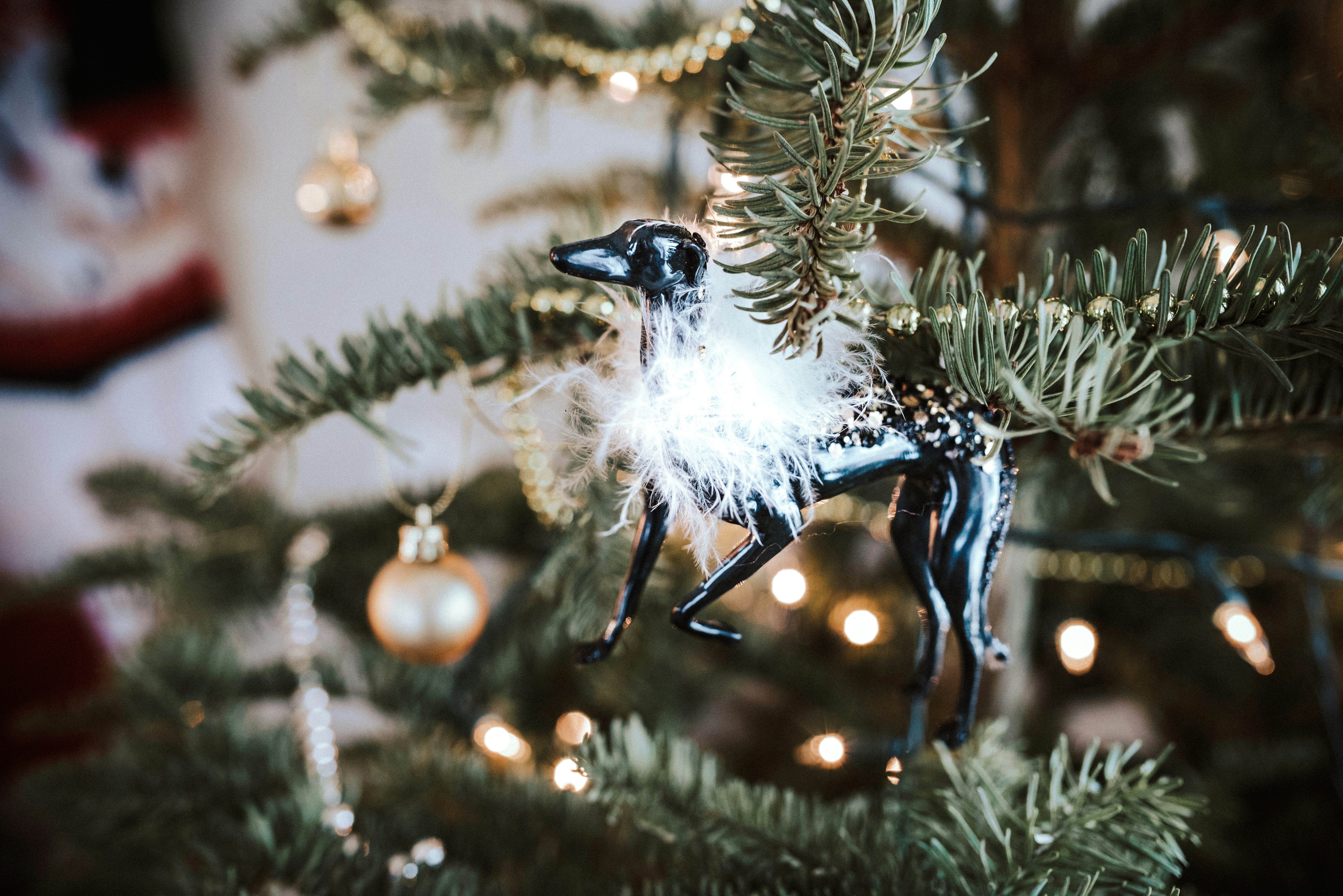 white and blue bird on tree branch