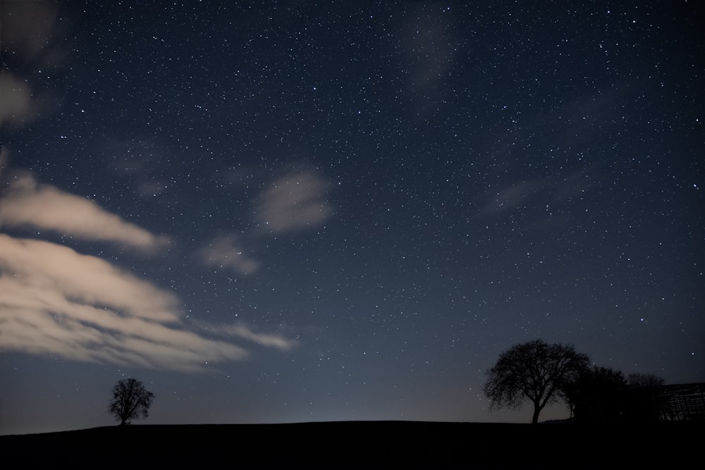 silhouette of tree under blue sky during night time