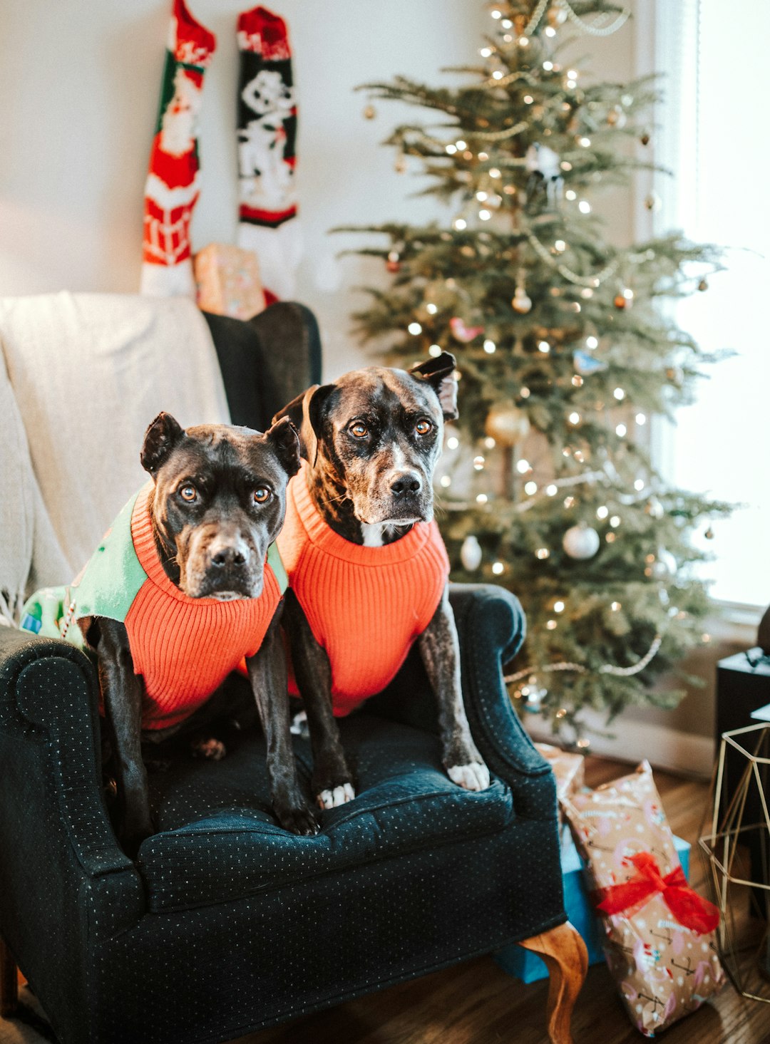 black and tan short coat small dog on blue and red pet bed