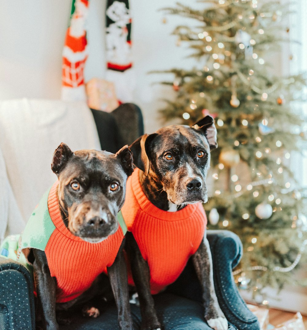 black and tan short coat small dog in red and white striped shirt