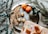 A festive arrangement featuring two clove-studded oranges and three wrapped chocolates on a silver tray. Surrounding the tray are sprigs of eucalyptus and a small evergreen branch. A vase with more foliage and a wrapped gift with a brown ribbon complete the scene.