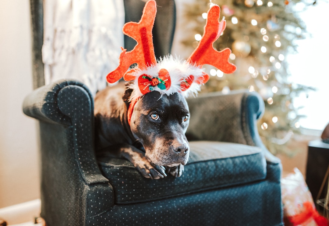 black and tan short coat medium sized dog lying on grey sofa