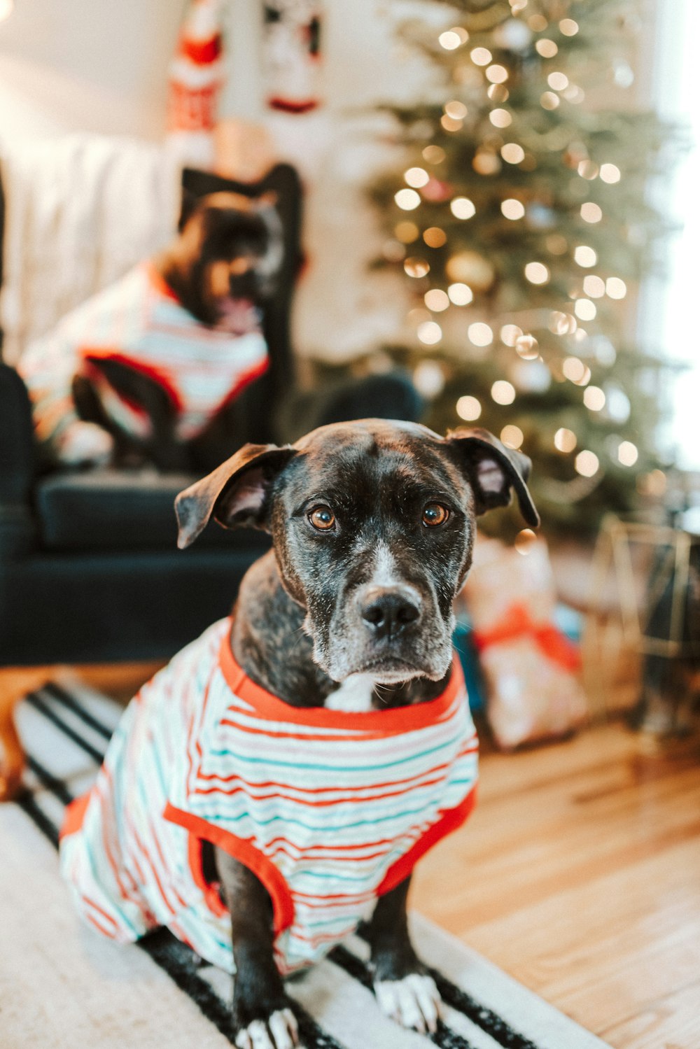 brown and black short coated dog wearing white and red striped shirt