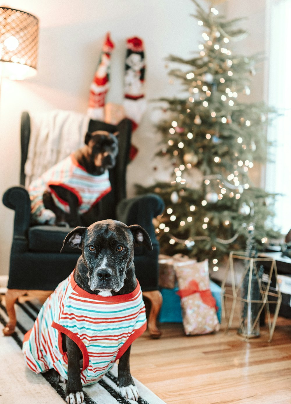 braun-schwarzer Hund mit kurzem Mantel und orange-weiß gestreiftem Hemd