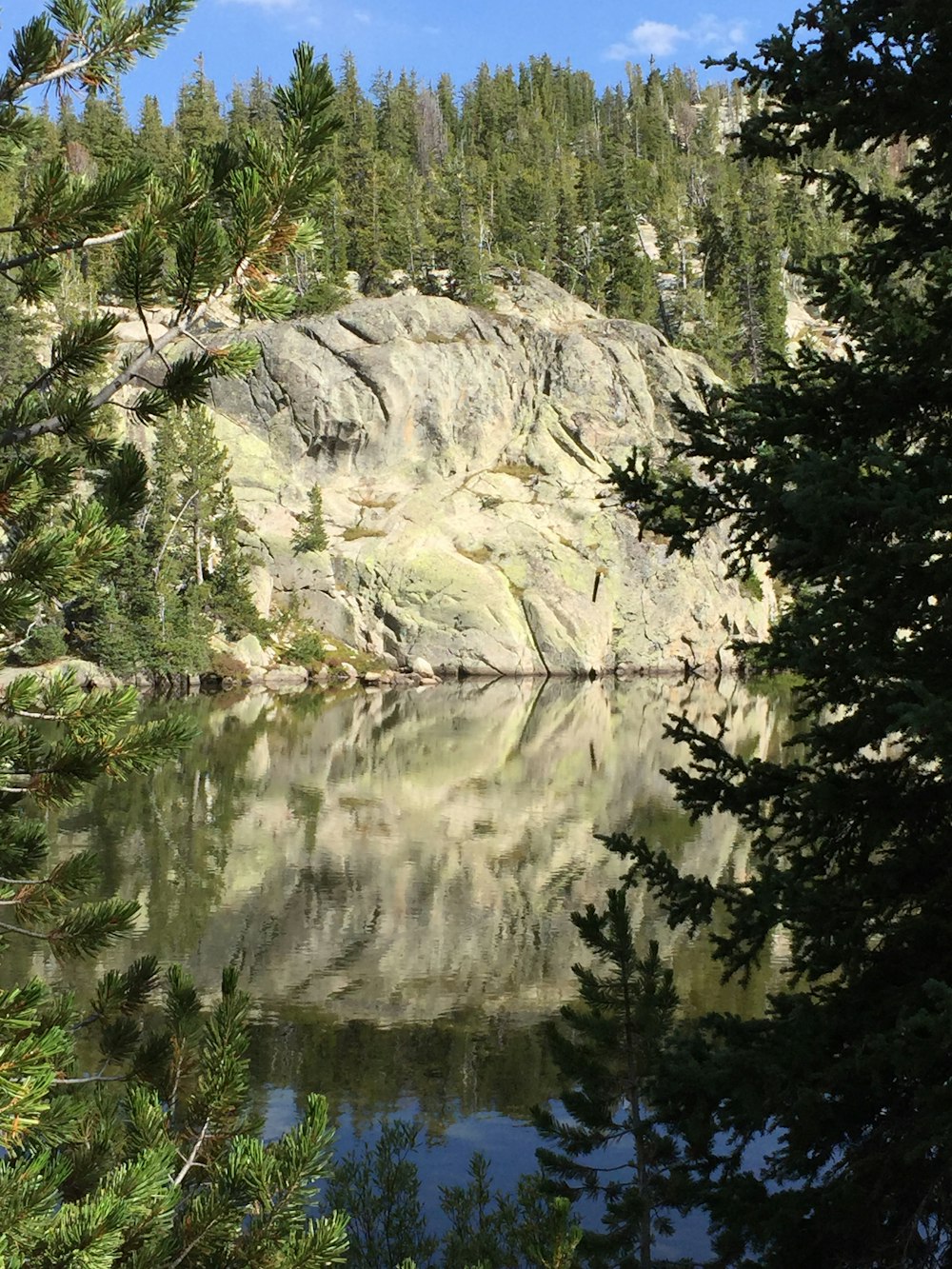 green trees near body of water during daytime