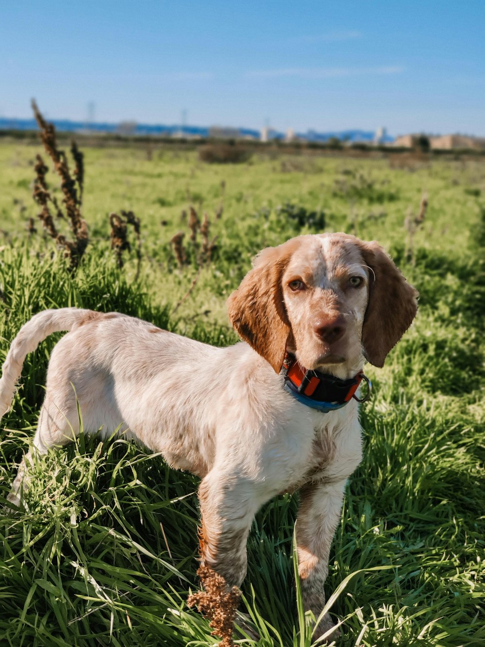 white and brown short coated dog on green grass field during daytime