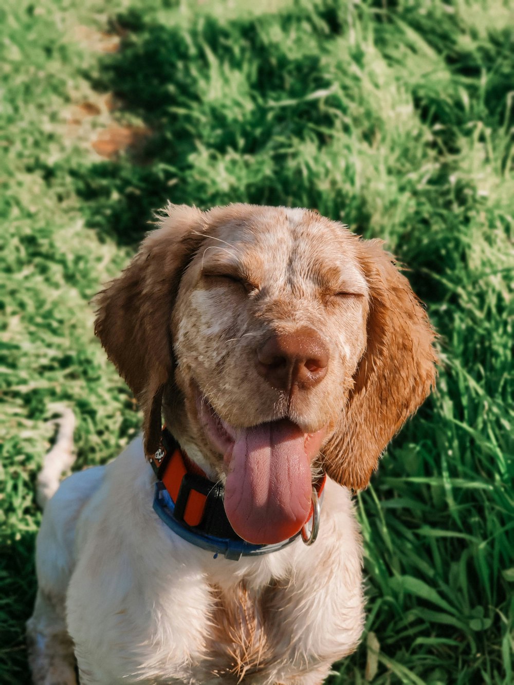 brown and white short coated dog