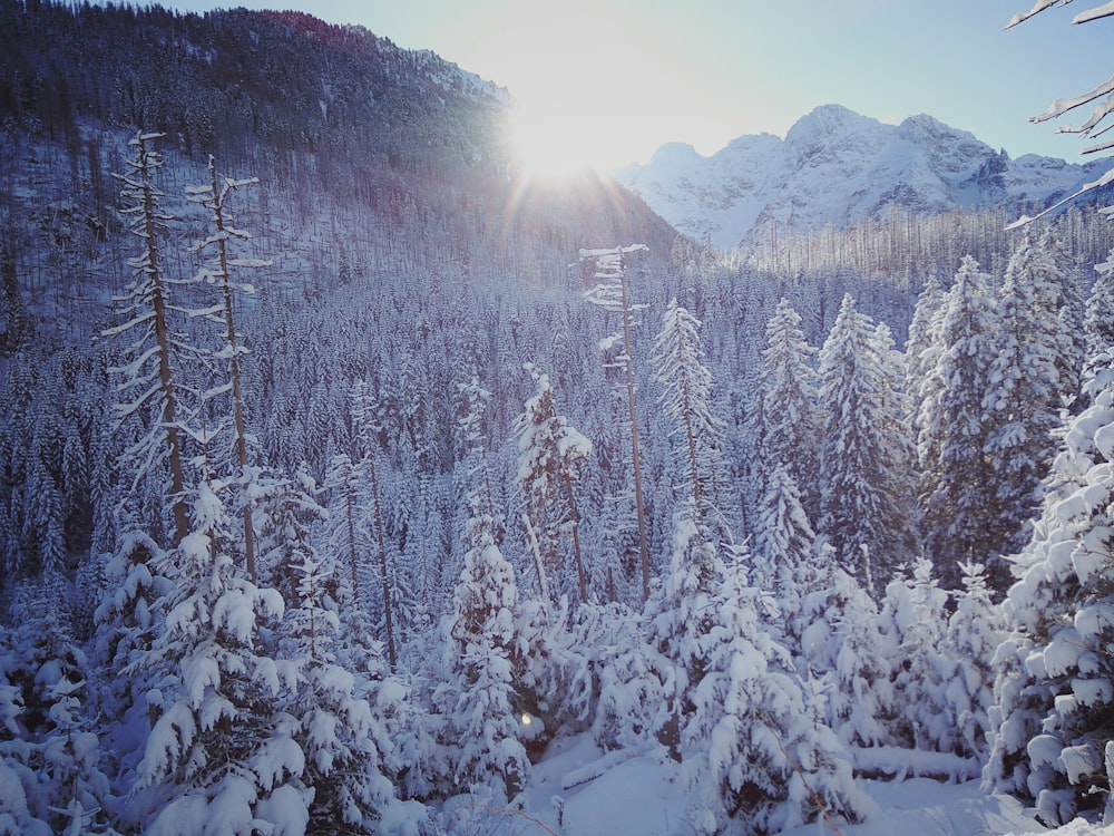 snow covered trees and mountains during daytime