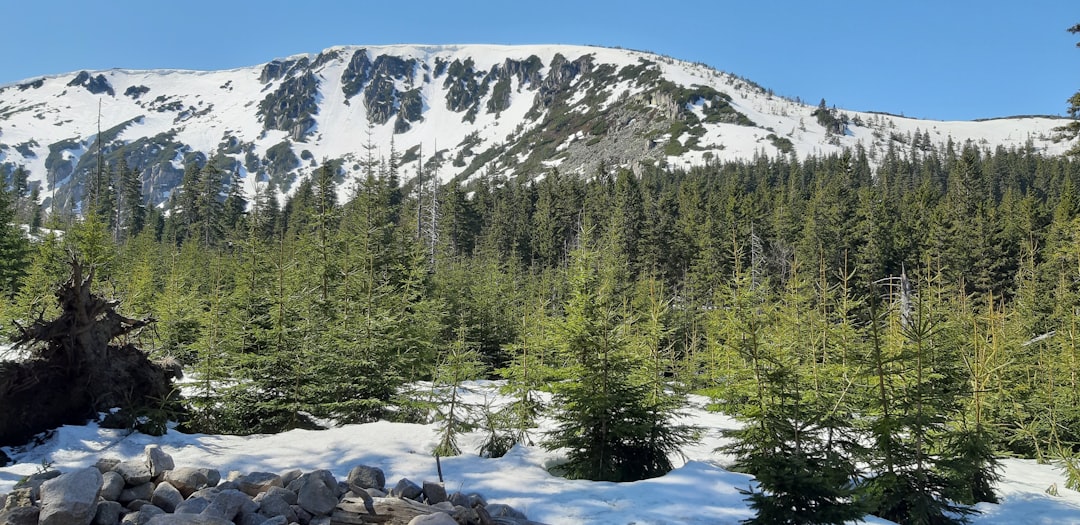 green pine trees on snow covered mountain during daytime