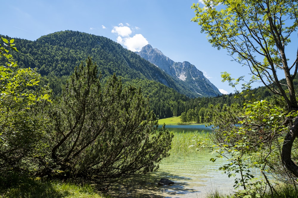 árvores verdes perto do lago e da montanha sob o céu azul durante o dia